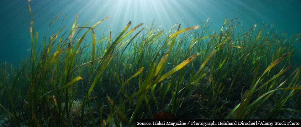 Seagrass—secret weapon in the fight against global heating?