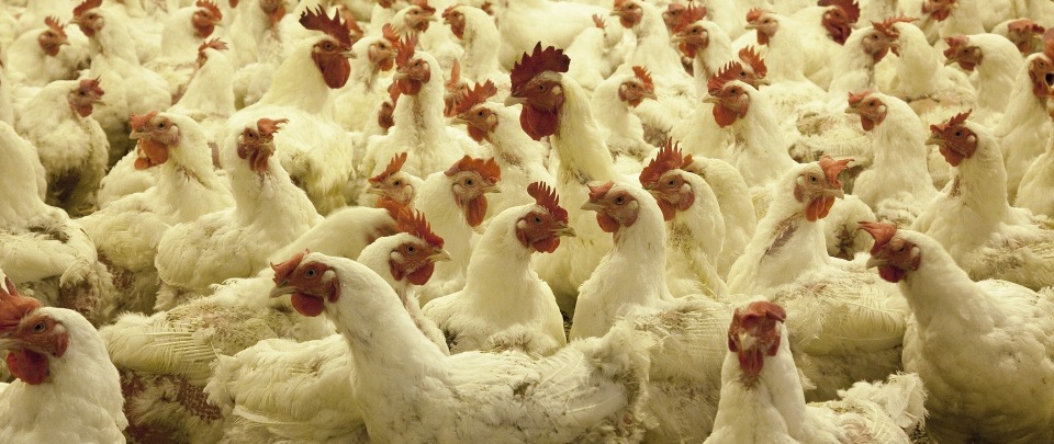Should We Be Worried about China’s H5N1 Outbreak?