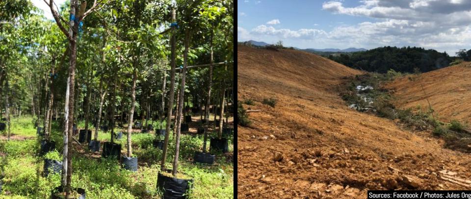 Living Gene Bank of Rainforest Trees Being Bulldozed