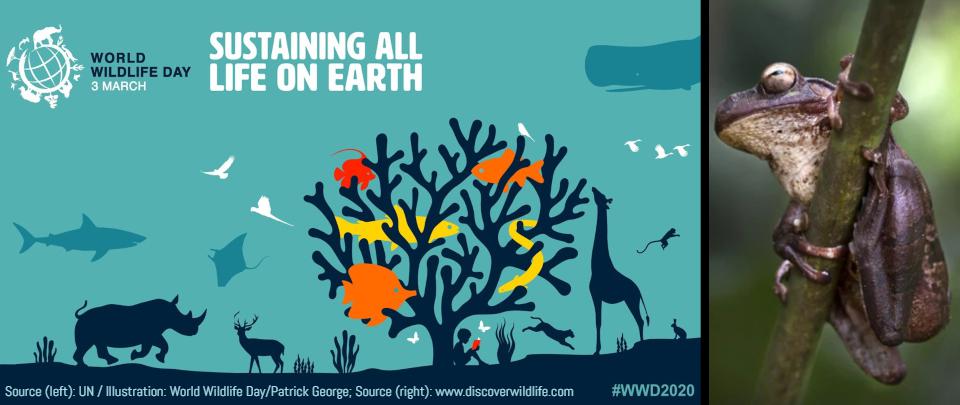 bfm-the-business-station-podcast-the-daily-digest-world-wildlife-day-2020-sustaining-all