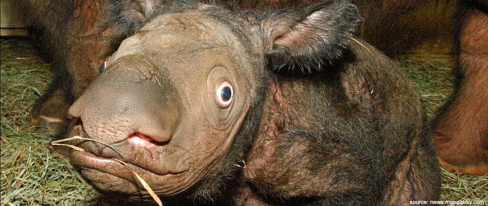 Sumatran Rhinos - Point of No Return?