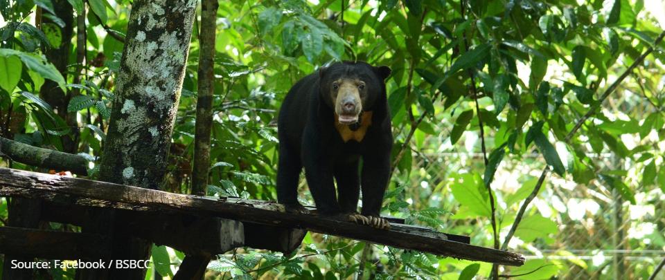 How COVID-19 is Affecting Sun Bear Conservation