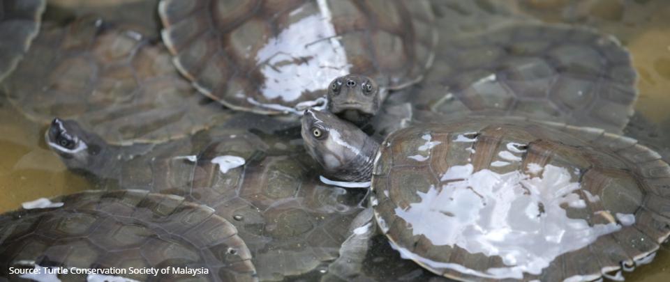 Saving Turtles in the Time of a Pandemic
