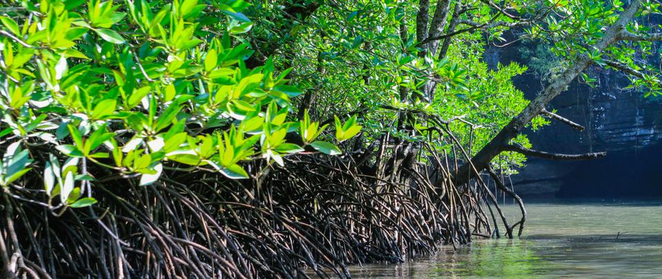  Grooving to the Mangrove Beat Part 2: Protecting and Preserving Mangrove Ecosystems