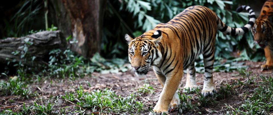 Malayan Tigers - Living on a Prey-er?