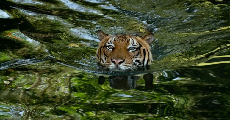 Hunter/Hunted - Malaysia's Last Tigers