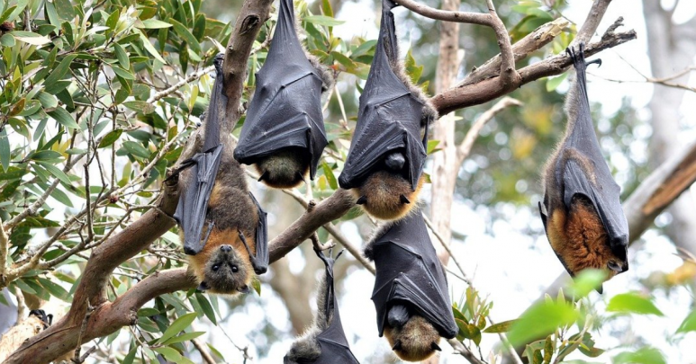 Bats For Malaysia!