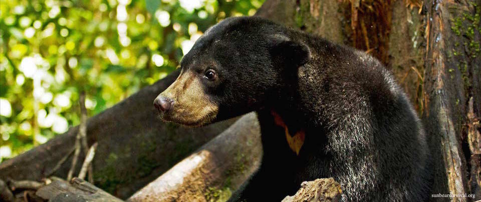 Updates from the Bornean Sun Bear Conservation Centre