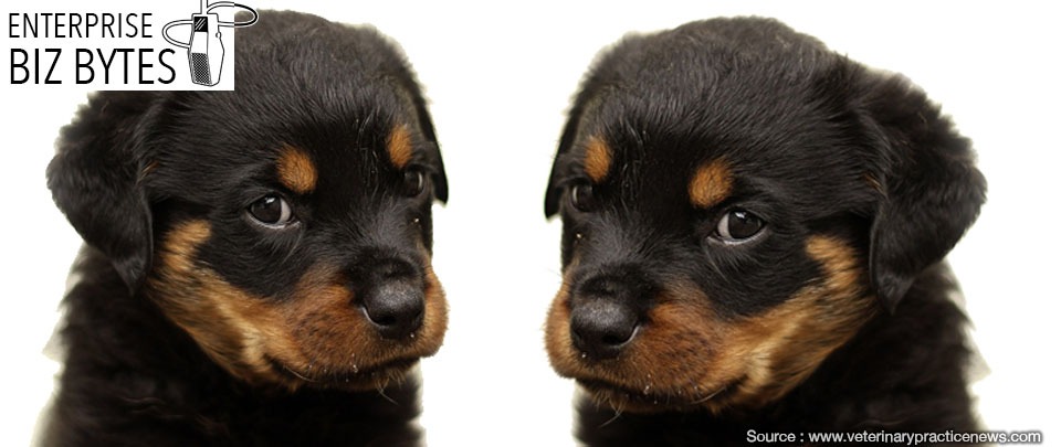 Would You Clone Your Pet?