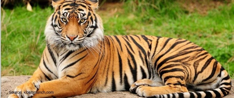 Malaysia Represent: The Tiger