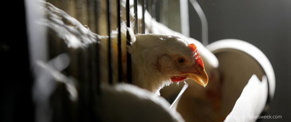 Millions Of Chickens In Starvation Under China Lockdown