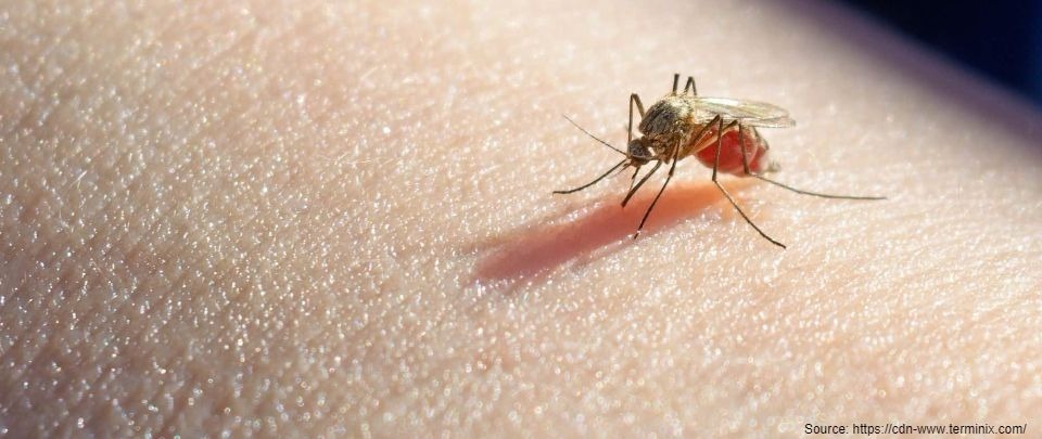 Swatting can really keep mosquitoes at bay, study shows