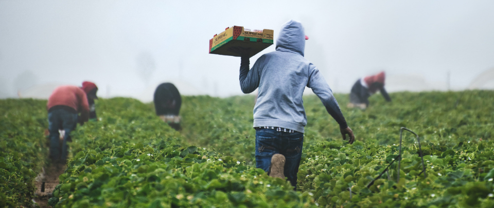 Lockdown Leading To Tonnes Of Unsold Veggies