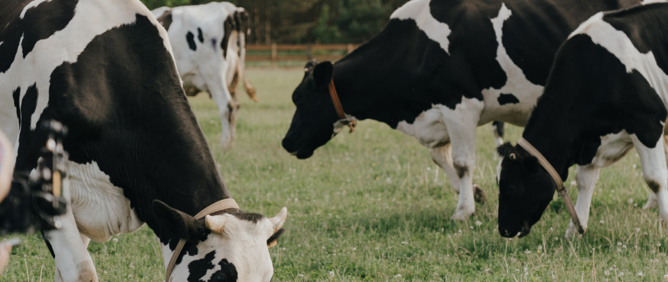 Getting Vaccinated To Win A Cow