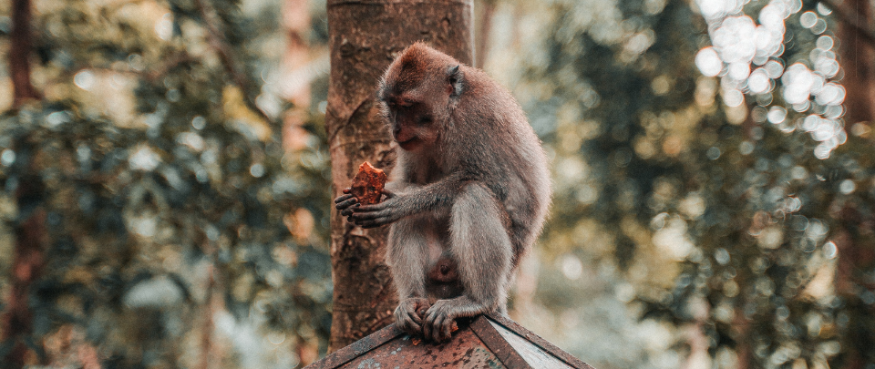 Animals Left Hungry Without Tourists