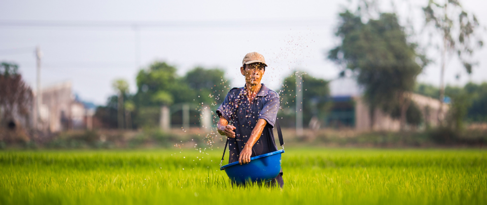 Growing Rice To Overcome Poverty