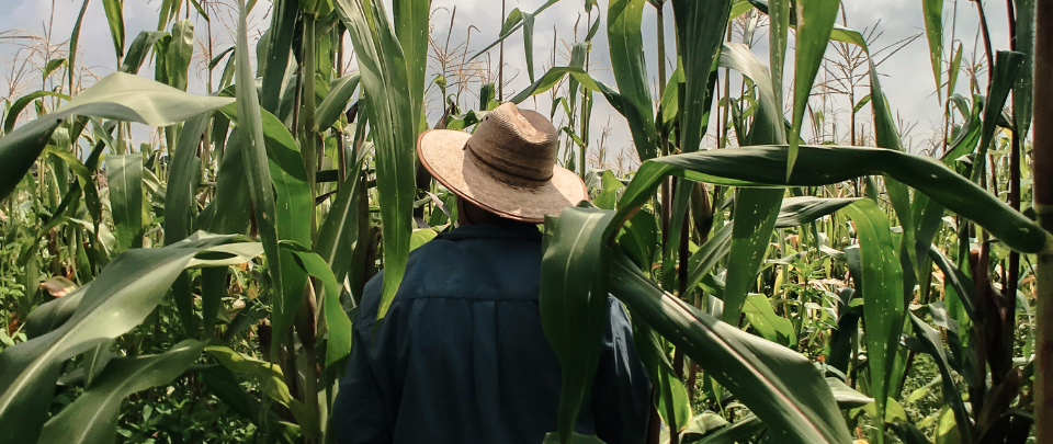 A Farmer's Experience During The MCO