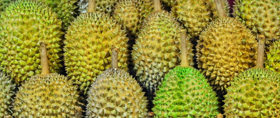 Conflict Reignites In Raub Over Durian Farming