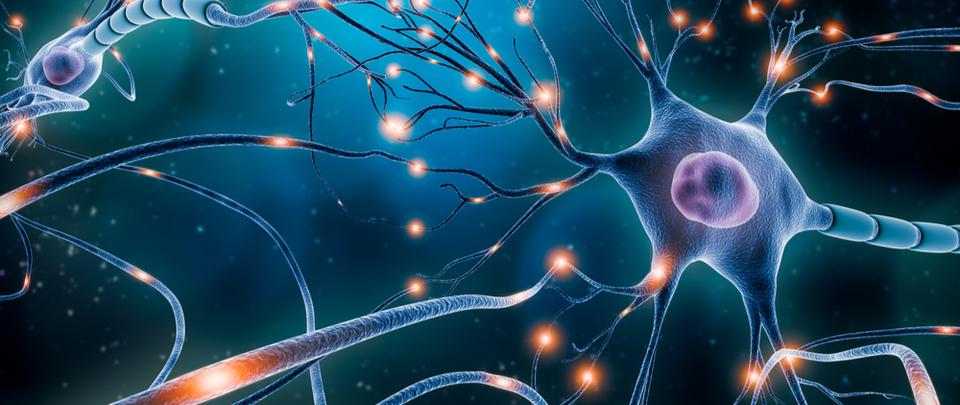 Brain Waves: Have Scientists Found The “Grandmother Neuron”?
