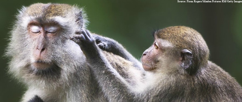 Health News Digest: Monkey Malaria Found in Humans
