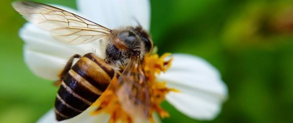 Bee Engaged, Be Better for Bees