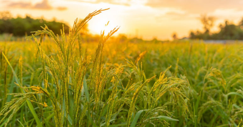 Rising Fertilizer Prices Impacting Rice