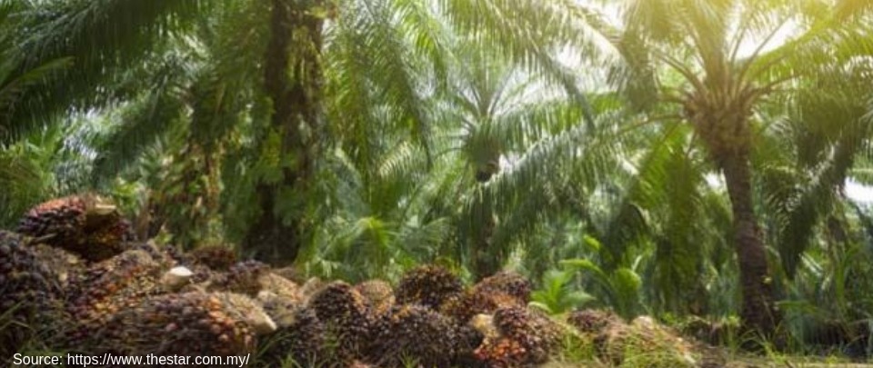 Addressing Palm Oil Misconceptions