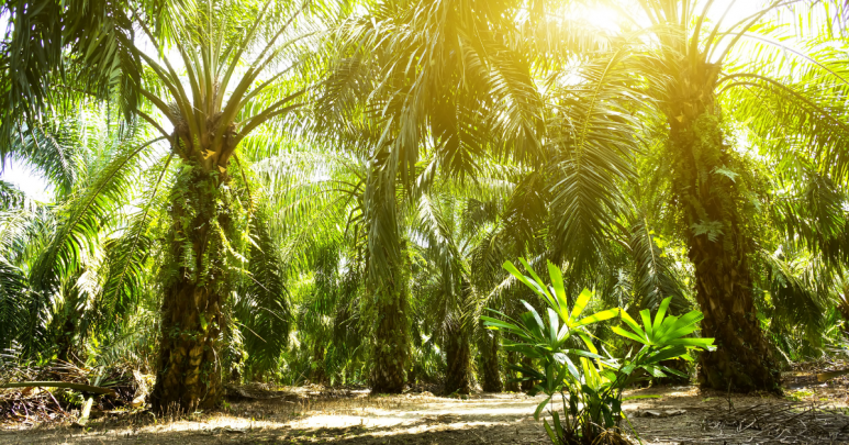 The Complex Story Of Malaysian Palm Oil