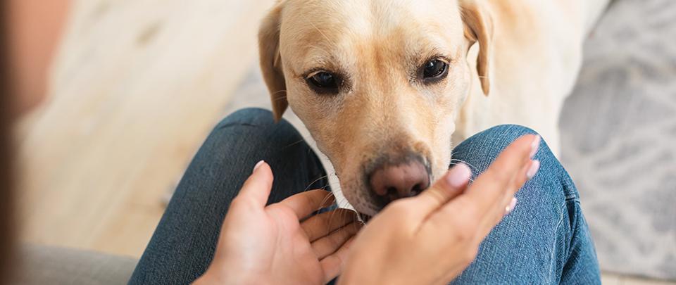 Dogs Paw-sibly Sniffing Out Covid-19