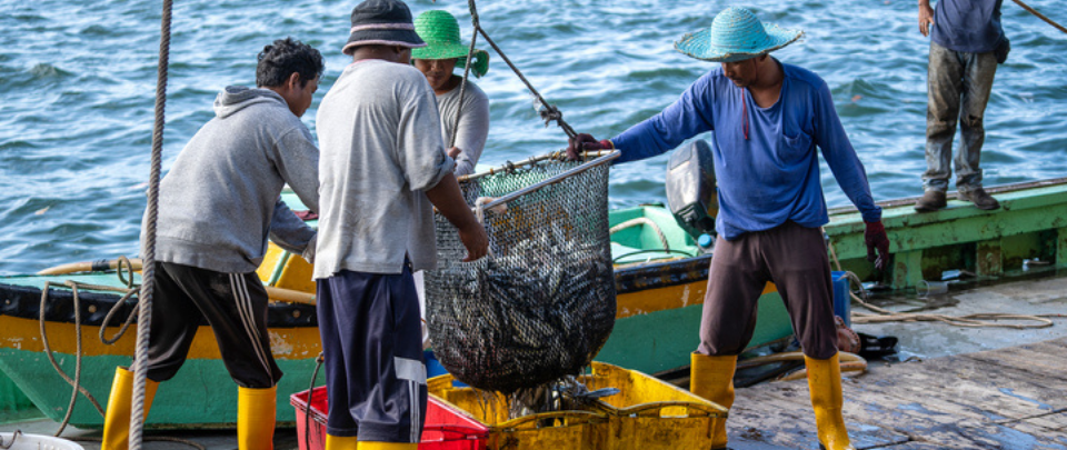 Lives And Livelihoods Of The Malaysian Fishing Industry