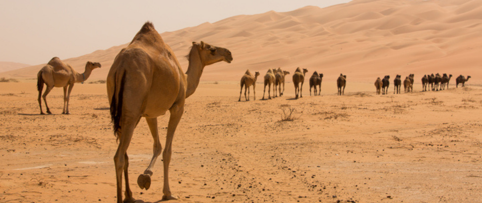 Businesses Should Channel The Camel