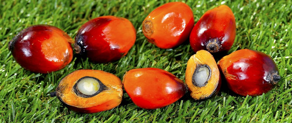 Palm Oil Plays To Watch Out For